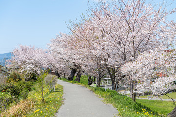 Fototapeta na wymiar 桜の小径（岐阜県・大垣市）