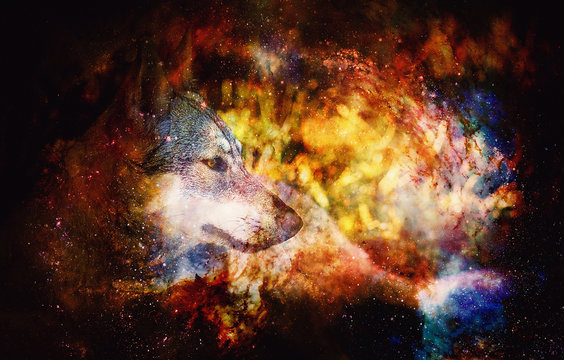 Wolf on abstract structured space background.