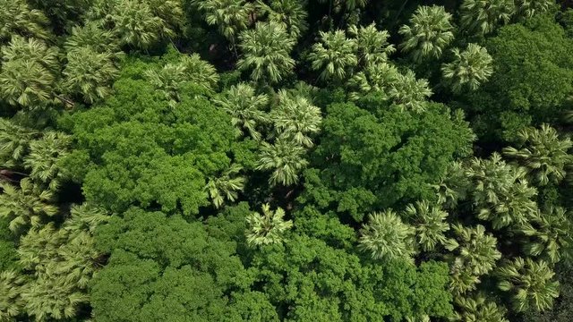 Aerial top view forest tree, Rainforest ecosystem and healthy environment concept and background, Wat Kham Chanot view from above.