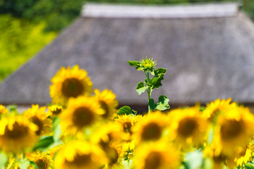 ひまわり畑と古民家