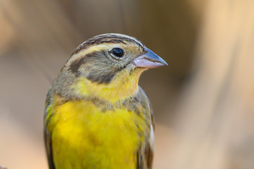 Closeup yellow-breasted bunting ,The birds are yellow and brown color