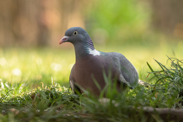 Ringeltaube im Gras