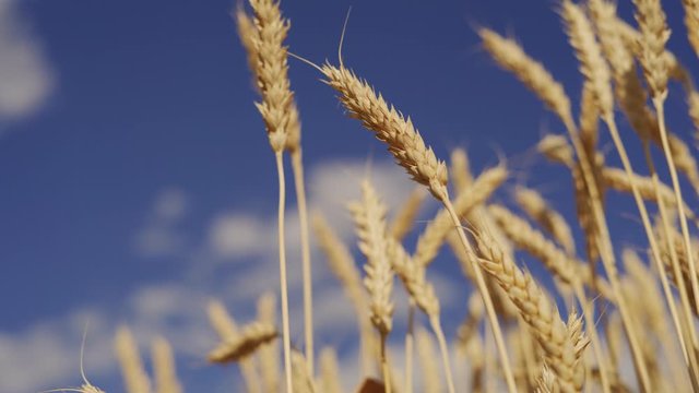 Ripe winter wheat field yellow grain harvest