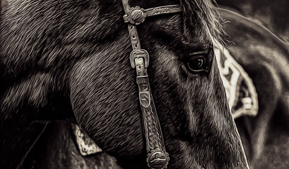 Close Up of a horse eye. On black background. Black and white color. © jozefklopacka