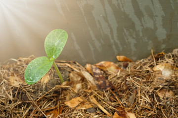 Plant grow from the ground and sunlight. Field land background, Organic gardening, agriculture. New life concept.