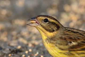 Closeup yellow-breasted bunting ,The birds are yellow and brown color
