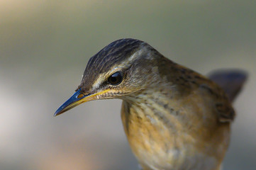  Closeup pallas's grasshopper warbler, small bird with agility