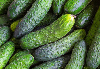 Ripe cucumbers