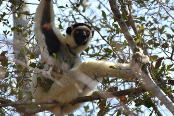 Obraz premium Verreaux's sifaka in Kirindy Mitea National Park