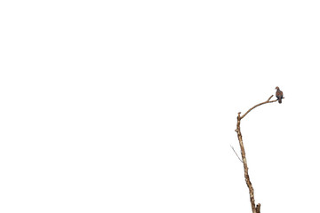 A bird perching on a branch  ,Oriental turtle dove isolated on white background