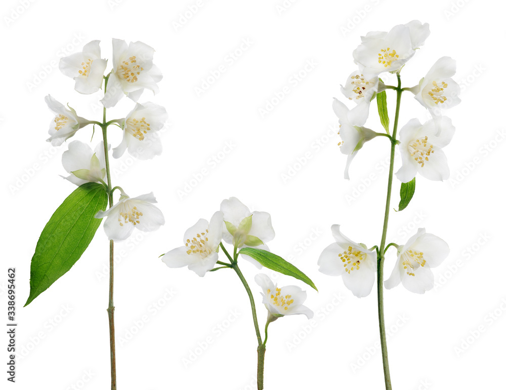 Canvas Prints three jasmine isolated branches with white blooms