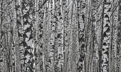 Fototapeta premium birch tree trunks white and black background