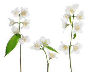 three jasmine isolated branches with white blooms