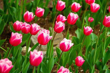 Obraz premium Pink tulips on the lawn in spring. Selective focus