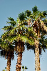 A few palm trees on a sunny day with blue sky as background
