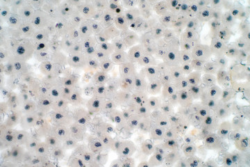 Embryonic stem cells colony under a microscope.