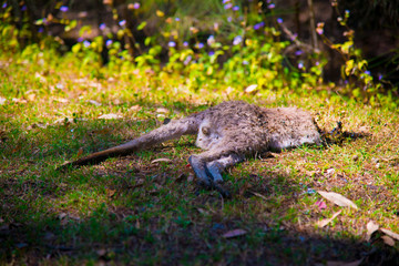 Dead Kangaroo at Coombabah of Gold Coast, Australia. Australia is a continent located in the south part of the earth.