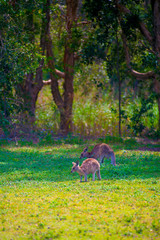 Wild Kangaroos at Coombabah of Gold Coast, Australia. Australia is a continent located in the south part of the earth.