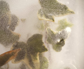 dandelion and mint leaves in ice