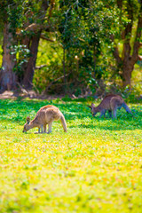 Wild Kangaroos at Coombabah of Gold Coast, Australia. Australia is a continent located in the south part of the earth.