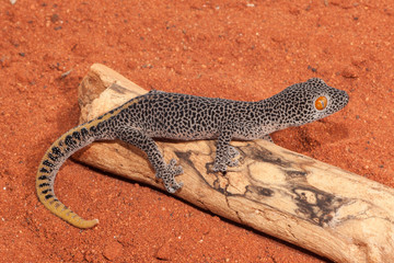 Golden-tailed Gecko
