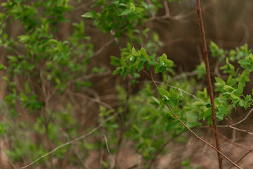 green grass in the forest
