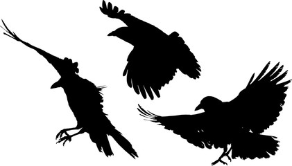 group of three crow black silhouettes on white