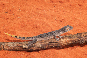 Golden-tailed Gecko