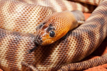 Fototapeta premium Woma Python flikering it's tongue
