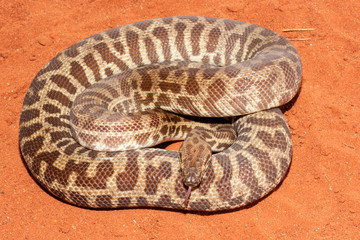 Children's (Stimson's) Python flickering it's tongue