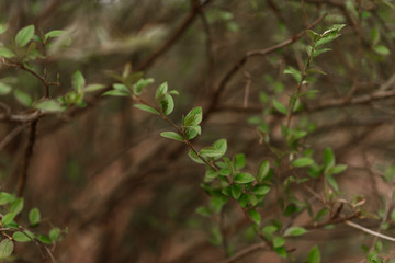 green plant growing in the ground