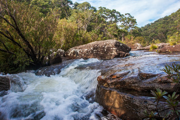 Obraz premium Bushland stream in the Royal National Park, Sydney Australia