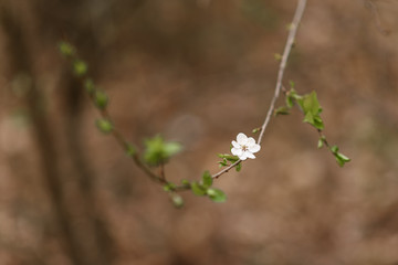 wild flowers in the morning