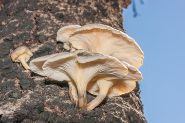 Fungi growing fro side of Banksia Tree