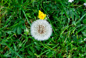 Löwenzahn-Pusteblume