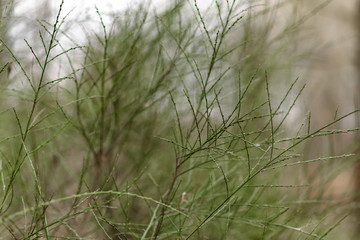 green grass in the wind