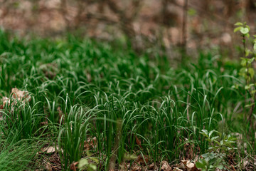 green grass in the morning