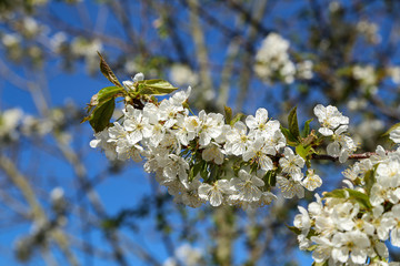 Flowers of the fruit trees on a spring day