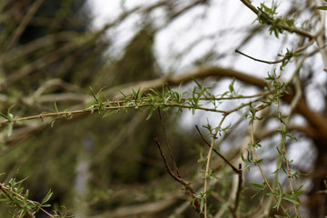 green grass in the wind