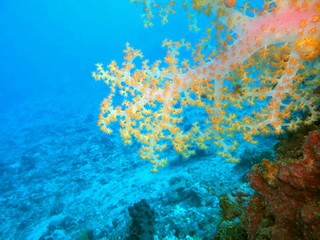 Fototapeta premium The amazing and mysterious underwater world of Indonesia, North Sulawesi, Manado, soft coral