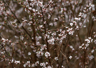 blooming cherry tree in spring