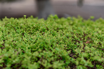 green grass in the garden
