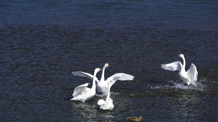 白鳥湖