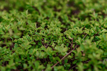 close up of green grass