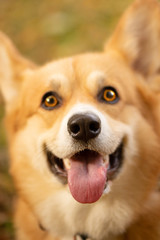 Cute welsh corgi pembroke dog noses at the camera tongue out