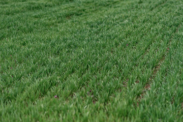 green grass in the wind