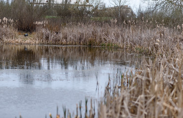 reeds in the water