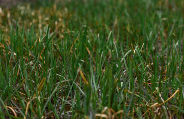 green grass with dew drops