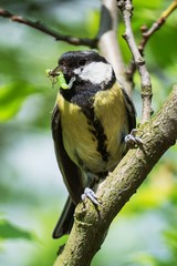 The great tit carries a caterpillar to the young. Czechia. Europe.