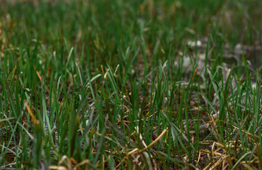 green grass with dew drops